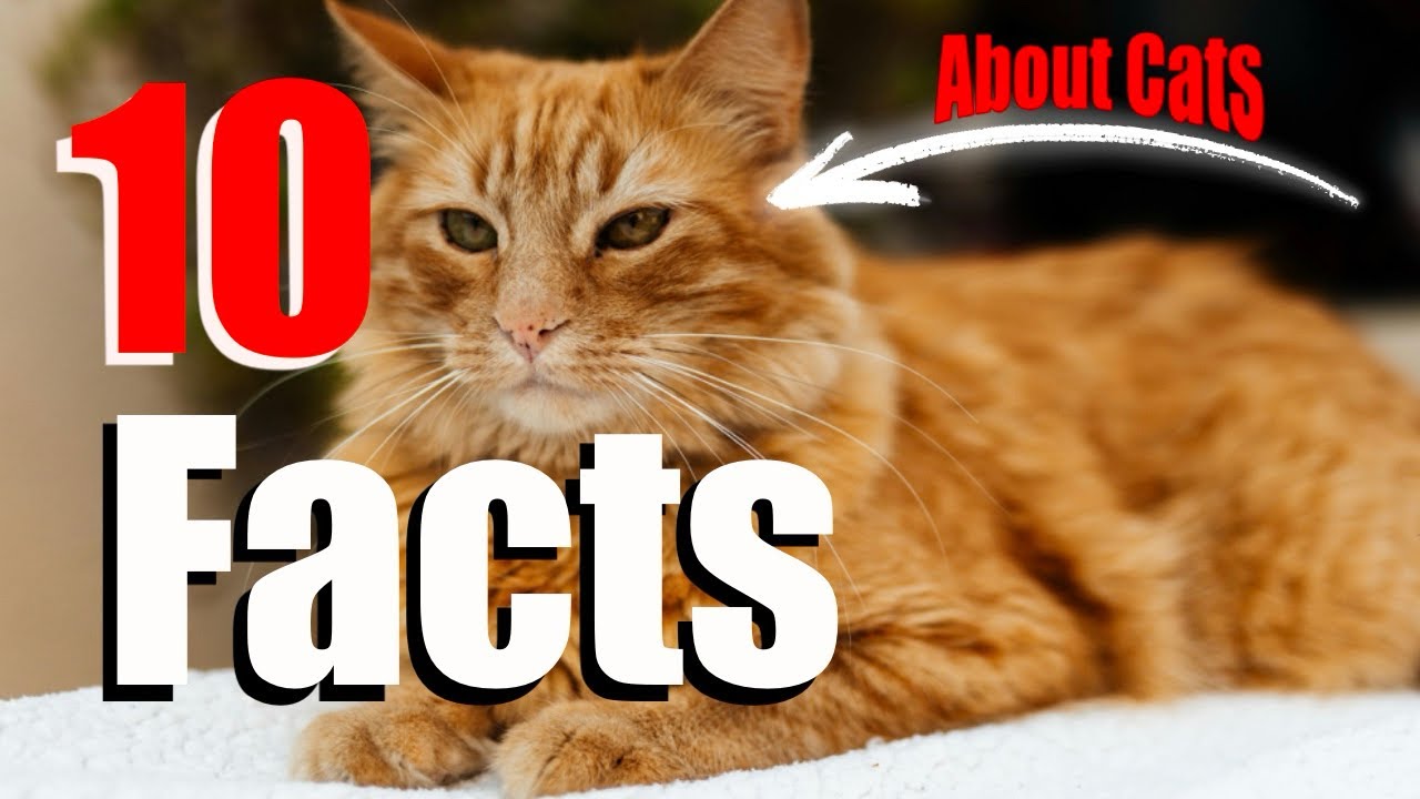 10 Amazing Cat Facts Every Cat Lover Must Know