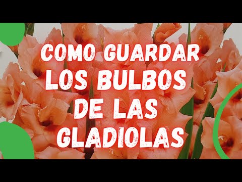 Video: Secretos de jardinería: ¿cómo almacenar los bulbos de gladiolos?