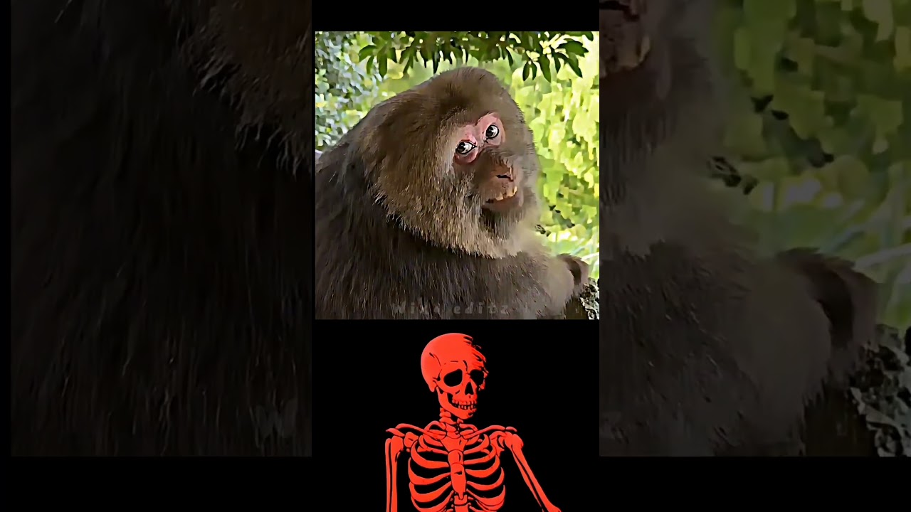 #montagem