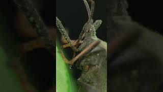 Leaf-Footed Bug Turns On Its Faucet