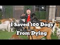 I Saved 100 Dogs From Dying#mrbeast