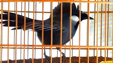 Luyện khướu bạc má Múa hót cực đỉnh/khướu bạc Múa Xòe căng lửa kích bổi lên lửa nhanh múa