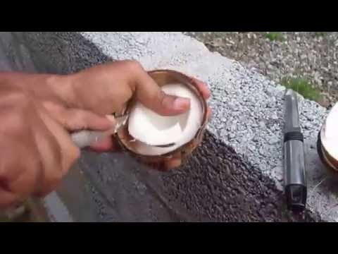 Coconut- How to Open Easily and Take the Flesh Out in a Survival Situation | KRISHNA KUMAR.R