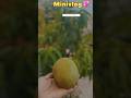 Day 2/100 days challenge 💖#minivlog #shortsvideo #marathivlog