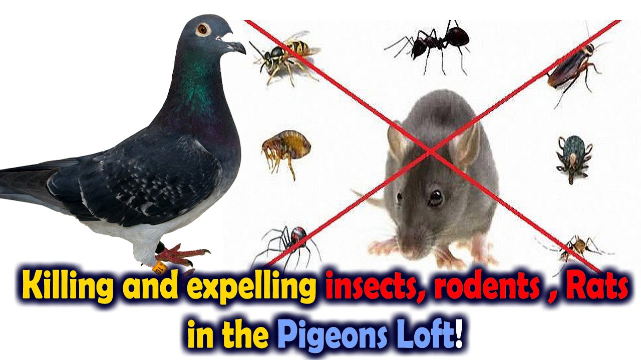Killing and expelling insects, rodents , Rats and reptiles in the Pigeons Loft!