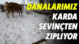 Danalarin Kar Mutluluğu - Doğanbey Çiftliği