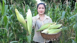 Corn In My Mango Farm Is Big Enough To Harvest / Yummy Steamed Corn / Cooking With Sreypov