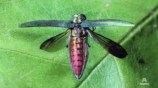 Emerald Ash Borer in Austin: Can your Ash Tree be Saved