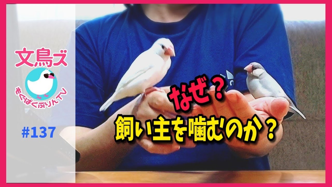 文鳥が飼い主を噛むのはなぜ 対処法は Youtube