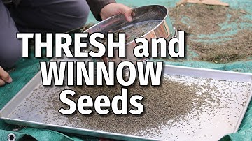 THRESH and WINNOW Seeds - Herbs, Flowers, Beans and more!