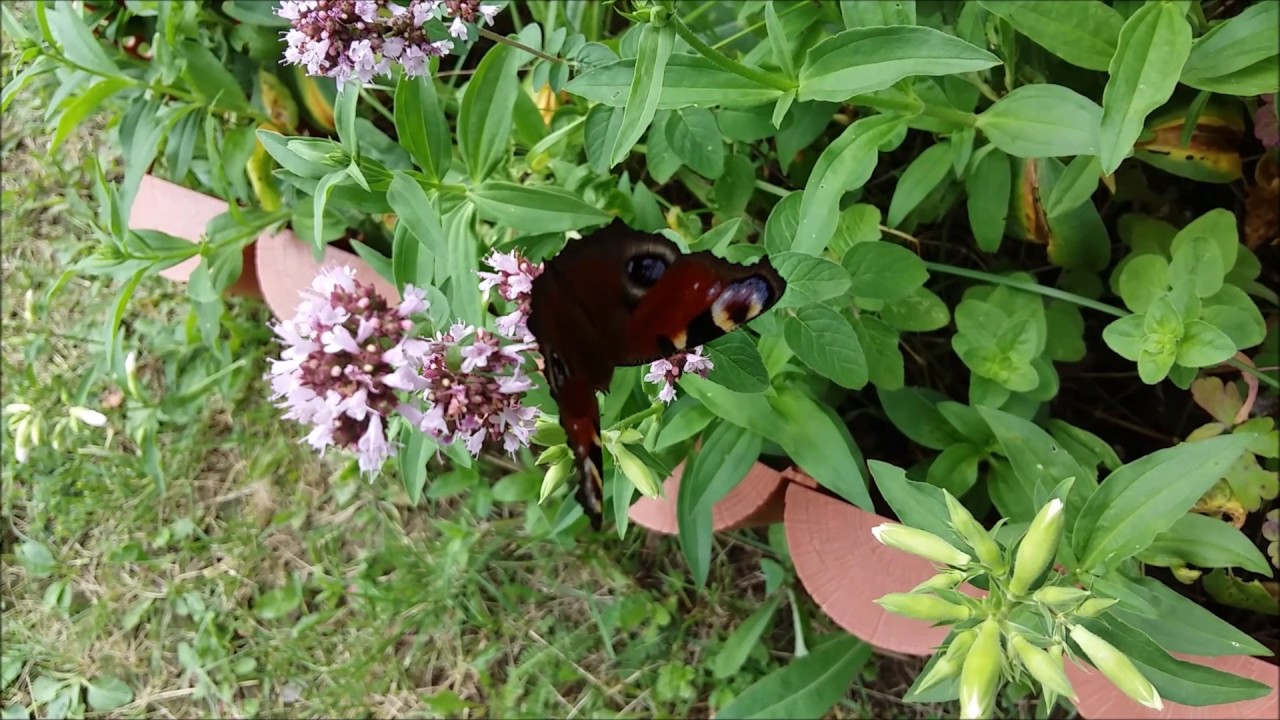 Павлиний глаз (Inachis io). Московская область (19.07.2016)
