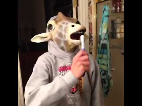 just-a-horse-and-giraffe-brushing-teeth-vine