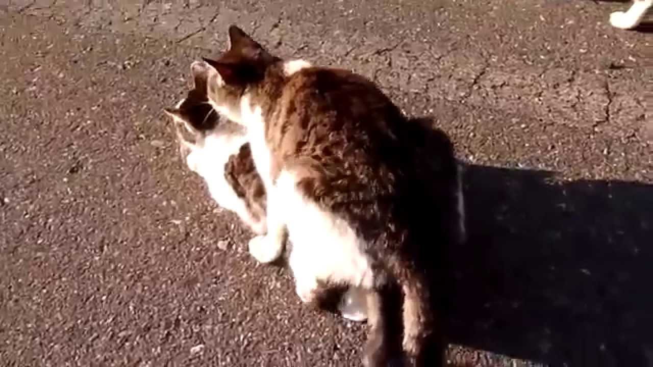 Katzen Sex Youtube