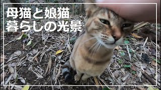 娘猫が夕暮れ時に裏山を駆ける我が家の日常