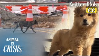 Why Is This Puppy Couldn't Move Out With Its Family l Animal in Crisis 410 by Kritter Klub 4,834 views 11 hours ago 8 minutes, 8 seconds