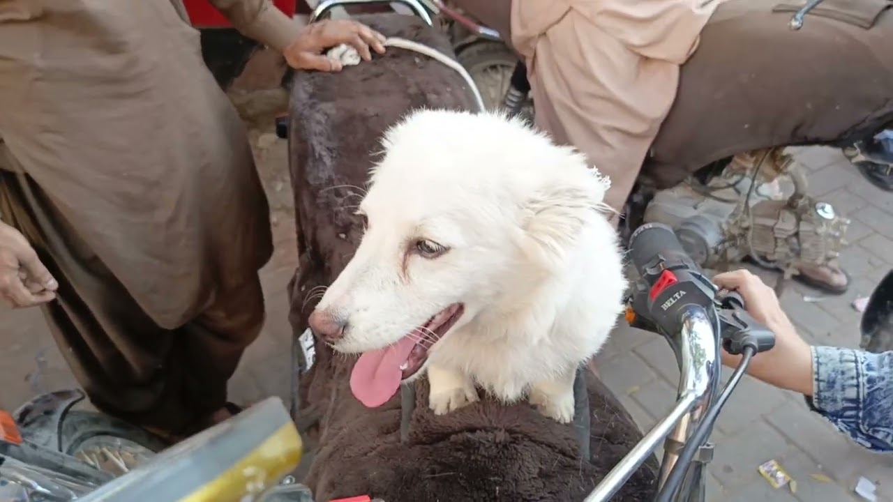 Aje mandi ma chor ko pkra😳