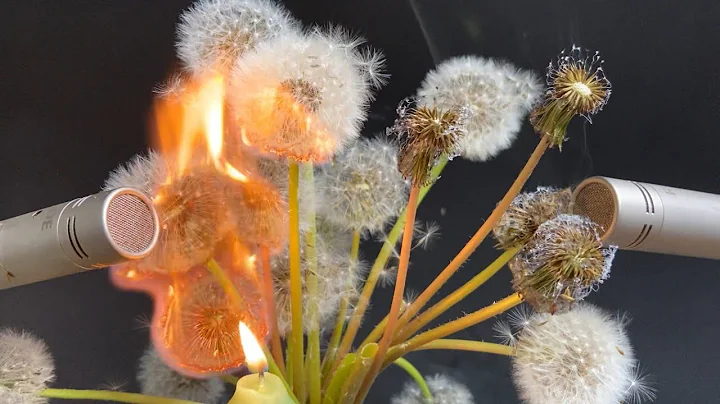 ASMR -  Dandelions weed