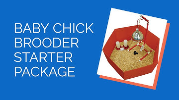 Baby Chick Brooder Starter Package | Chickens For Backyards