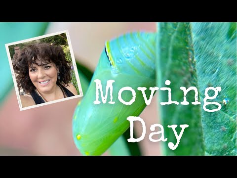 How to Move a Monarch Chrysalis Without Tying Knots | Butterfly Gardening | Raise Caterpillars