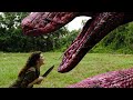 Jungle snake action full movie  eric roberts