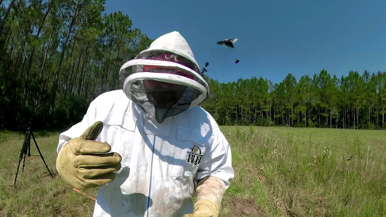 Huge Bumblebee nest treatment! BUMBLEBEES ATTACK!!