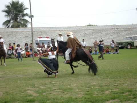 CABALLO DE PASO "EL MARQUES" BAILANDO MARINERA NOR...