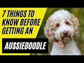 Aussiedoodle - 7 Things to know BEFORE getting an Aussiedoodle