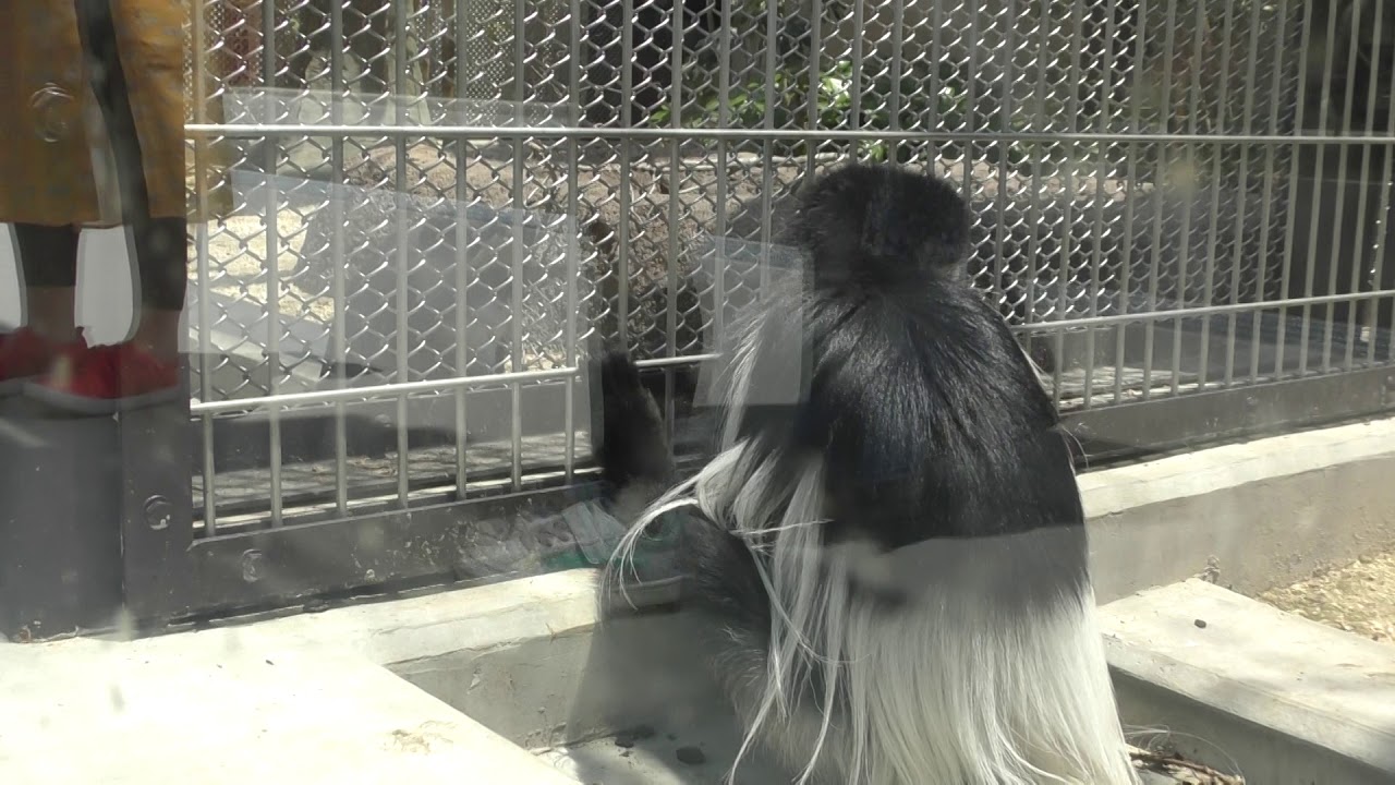 アビシニアコロブス モンキーワールド ほのぼのストリート 東武動物公園 …