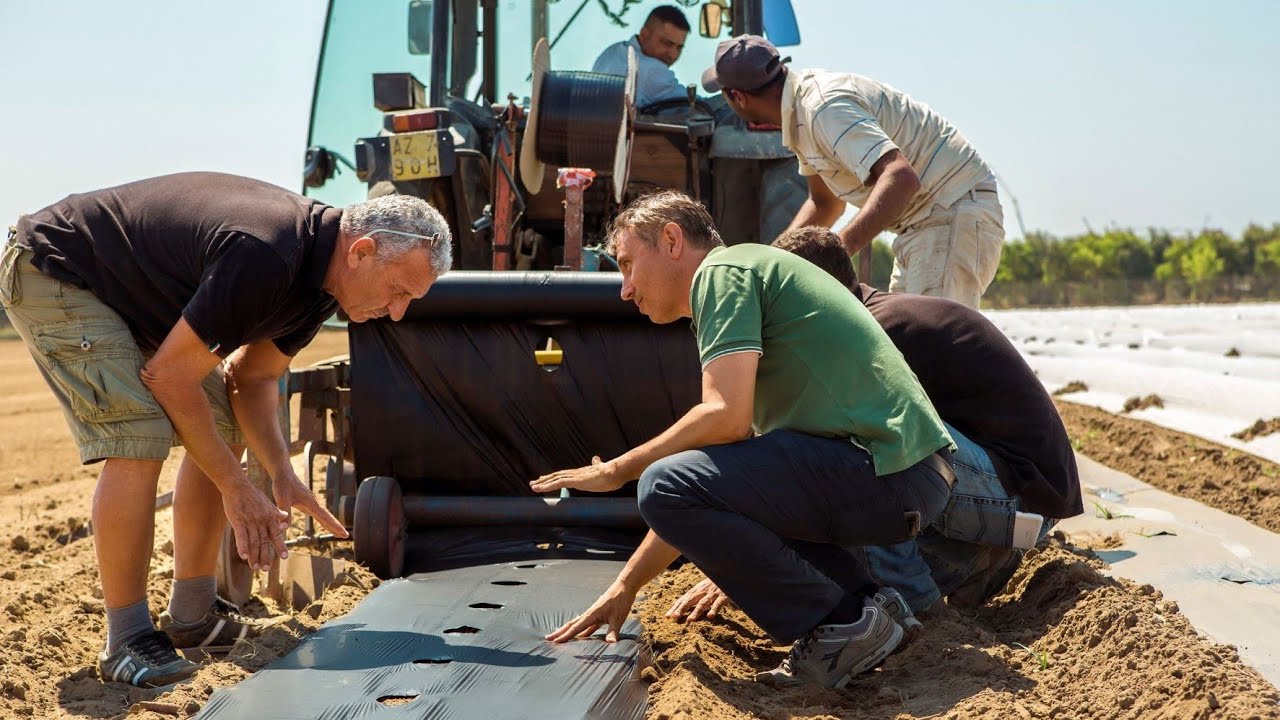 Easy laying-out of soil-biodegradable mulch films made of ecovio® M ...