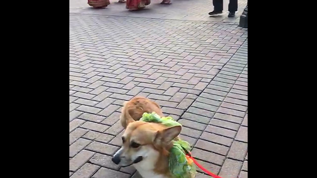 Когда шли на парад Святого Патрика, а оказались на шествии кришнаитов