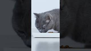 #shorts Cat eating dry food - British Shorthair Blue