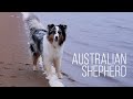 Австралийская овчарка у залива Белого моря [Australian Shepherd]