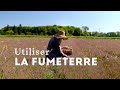 Utiliser  prparer la fumeterre  conseils