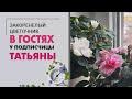 В гостях у Татьяны | Домашние джунгли | Обзор коллекции растений