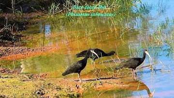 BARE-FACED IBIS Feeding (PHIMOSUS INFUSCATUS), TAPICURU, Birds of marshy regions.