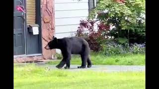 Young Black Bear eating grass, lazy days of spring