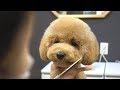 아기 푸들 배냇 첫미용 스포팅 귀툭튀 / dog pet baby poodle first grooming