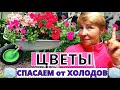 ЦВЕТЫ куда убирать на временное хранение? Спасаем от холодов