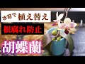 【根腐れ知らず!】胡蝶蘭の植え替え方法&水苔を使った裏技【観葉植物レスキュー】【洋蘭の育て方】