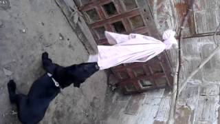 Mis Cachorros Saira Y Toby