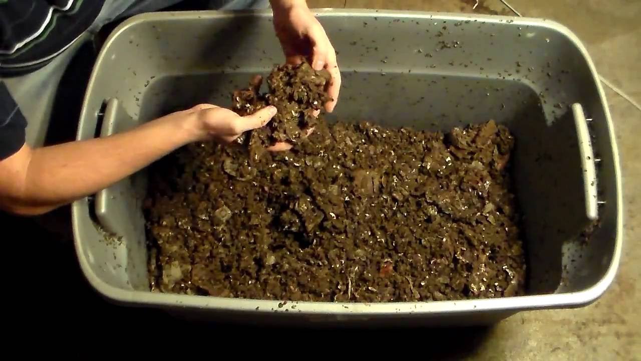 European Night Crawlers 