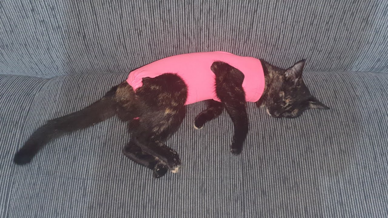 Roupa cirúrgica para gatos