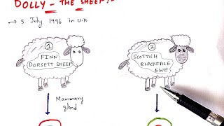 Animal cloning | Production of Dolly  The sheep | Somatic cell nuclear transfer | Bio science