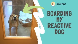 Boarding My Reactive Dog: Tips & Our Experience