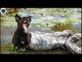 Python That Was Hungry For Too Long Devoured Dog So Brutally || Wild Animal Attack
