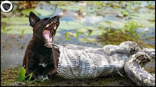 Python That Was Hungry For Too Long Devoured Dog So Brutally || Wild Animal Attack