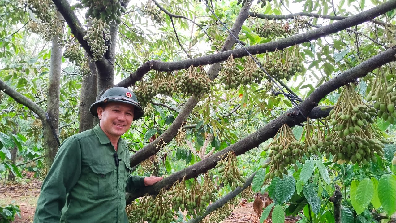 Mở lá nhanh cho sầu riêng chuẩn bị xổ nhụy 