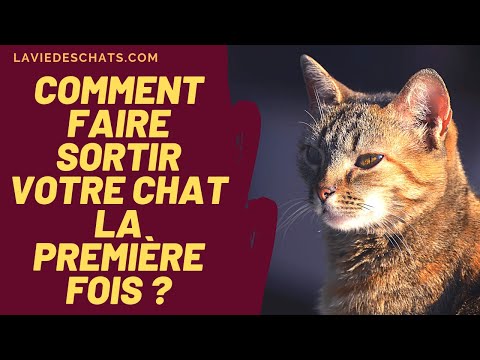 Vidéo: Comment Sortir D'un Chat