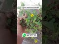 #shorts மஞ்சள் கரிசலாங்கண்ணி #herbal #medicine #plants #eyes #new #trending #video #tamil #reels