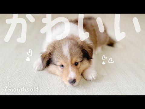 生後2ヶ月】シェルティ女の子をお迎えしました🎉😊we started raising